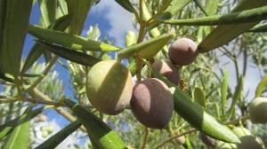 Ripening Olives